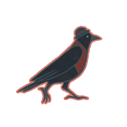 Little crow